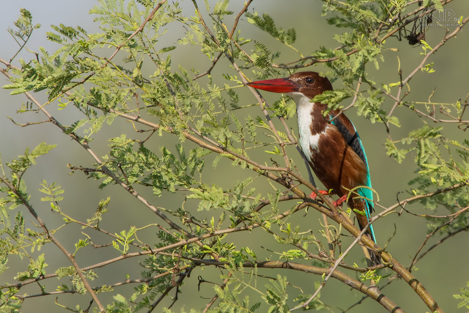 Keoladeo - White-throated kingfisher The beautiful and very common white-throated kingfisher in Keoladeo national park.  Stefan Cruysberghs